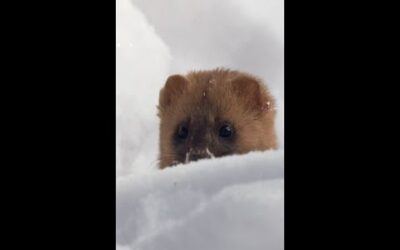 A day in the life of a little weasel in Russia!