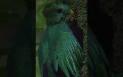 Meet Guatemala’s national bird, the Resplendent Queztal 💚 #Shorts #Animals #Nature