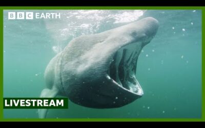 🔴 LIVE: Exploring the North Atlantic | North Atlantic: The Dark Ocean | BBC Earth