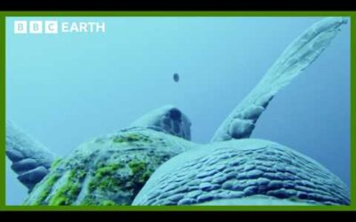 Turtle Camera Follows Feeding Habits | Animals With Cameras | BBC Earth