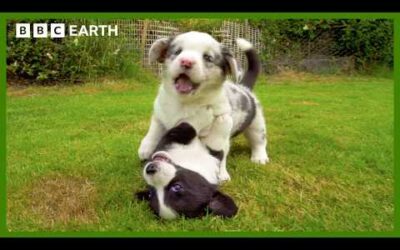 Baby Corgis Learn to Play-Fight | Wonderful World of Puppies | BBC Earth