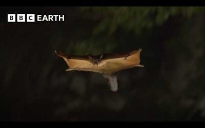 Sneaky ‘Squirrel Rick’ Escapes Filming | The Making of Asia | BBC Earth