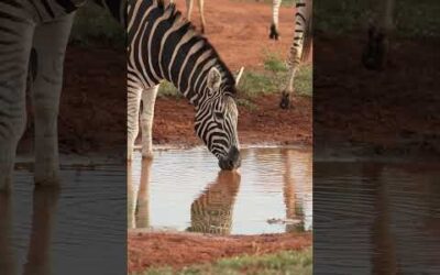 It’s all there in black and white! ⚫️⚪️ #Zebra #Africa #Safari #Wildlife