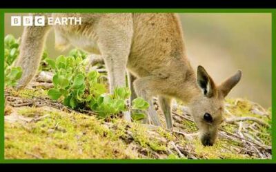 Kangaroos Take a Trip to the Beach | Animals With Cameras | BBC Earth