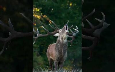 This ‘roar’ can be heard up to two miles away! ﻿🦌 #RedDeer #Antlers #Shorts