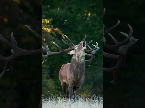 This ‘roar’ can be heard up to two miles away! ﻿🦌 #RedDeer #Antlers #Shorts