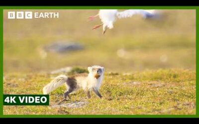 Fox and Geese Battle it Out for Eggs | A Perfect Planet | 4K UHD | BBC Earth