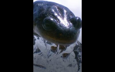 Siberian salamanders can survive being frozen solid by producing a natural ‘antifreeze.’ #WildRussia