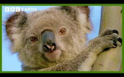 Koala Searches for New Home | Animals With Cameras | BBC Earth