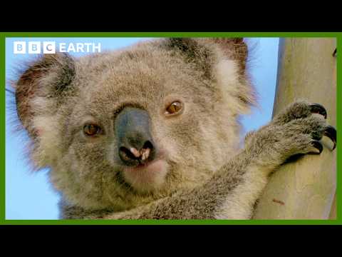 Koala Searches for New Home | Animals With Cameras | BBC Earth