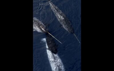 Narwhals navigate a frigid world using nerve-filled tusks to detect changes in the environment. ❄️