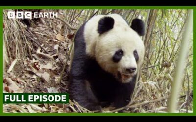 FULL EPISODE: Land of the Panda | Wild China | BBC Earth