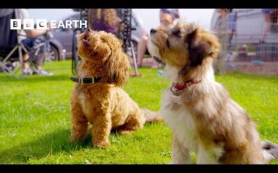 Playtime Party for Pretty Pups | Wonderful World of Puppies | BBC Earth