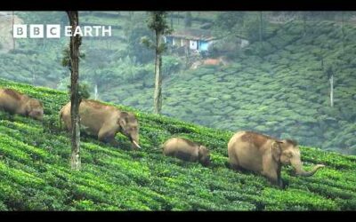 The ‘Elephant Guy’ Saving Elephants in India | The Making of Asia | BBC Earth