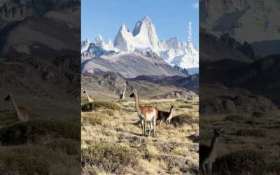 Did you know that guanacos are distantly related to camels? #Shorts #Guanacos #SouthAmerica