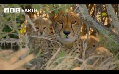 Top 10 Cheetah Moments | BBC Earth