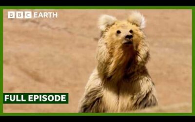 FULL EPISODE: Strange Creatures of Southern China | Wild China | BBC Earth