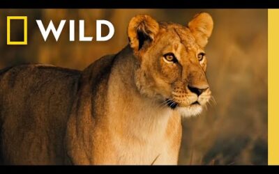 🔴 LIVE: Wild Animals and the Fight for Survival | Savage Kingdom | S1 FULL EPISODES | Nat Geo