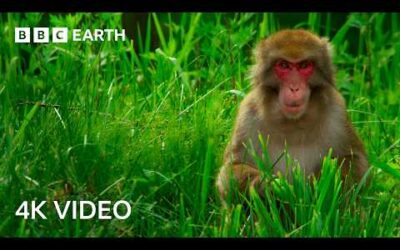 Top 5 Monkey Moments | 4K UHD | BBC Earth