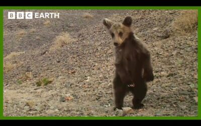 The World’s Rarest Bear Cub | Asia | BBC Earth