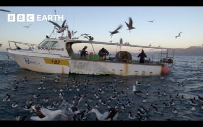 Cheeky Albatross Steal From Fishermen | South Pacific | BBC Earth