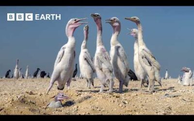 These Baby Birds Can’t Catch a Break | The Making of Asia | BBC Earth