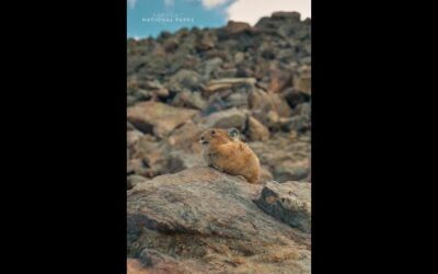 American pikas know a thing or two about getting ready for winter 💪❄️ #AmericasNationalParks