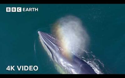 Eden’s Whale’s Incredible New Hunting Technique Helps Survival | 4K UHD | BBC Earth