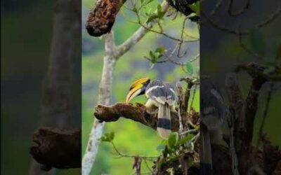 Feeling peck-ish! #GreatHornbill #India #Birds