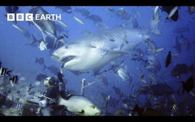 Hand-feeding Sharks To Save Them | South Pacific | BBC Earth