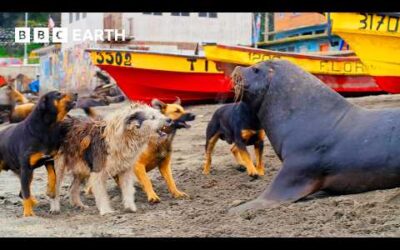 Top 10 BBC Earth Moments of 2024 | BBC Earth