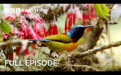 Exploring The Beauty of Shangri-La | Wild China | BBC Earth