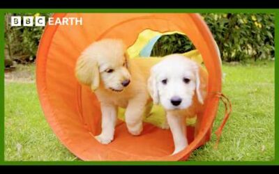 Astonishing Vision Helps Puppies to Explore | Wonderful World of Puppies | BBC Earth