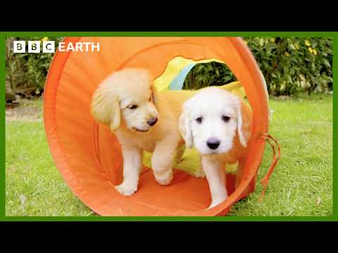 Astonishing Vision Helps Puppies to Explore | Wonderful World of Puppies | BBC Earth