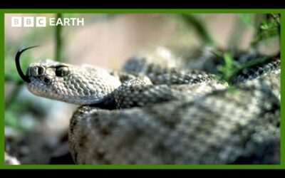 Rattlesnake Swallowing Kill Up Close | Deep into the Wild | BBC Earth