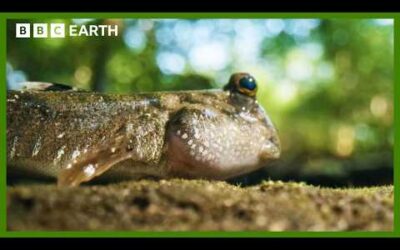 This Fish Can Walk On Water | Asia | BBC Earth