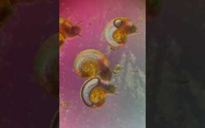 What do snails look like under the microscope?🔬 #Snail #Animals #Nature #Shorts