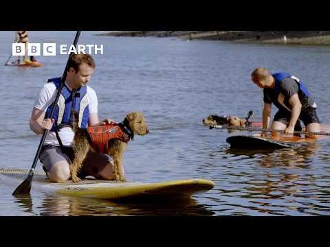 Paddleboarding Pups Try Not To Fall In! | The Wonderful World of Puppies | BBC Earth