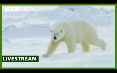 🔴 LIVE: A Winter Wildlife Wonderland | BBC Earth