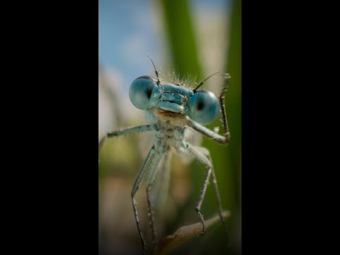 Damselflies vs. dragonfly—who will win? 👀 #ARealBugsLife