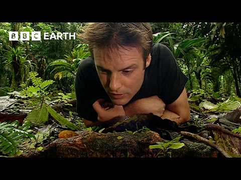 The Remarkable Wildlife of Costa Rica | Deep Into The Wild | BBC Earth