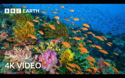 5 Hours of 4K Nature Scenes | BBC Earth