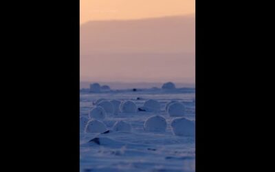 Meet the animals of Ellesmere Island 🧊 #HostilePlanet