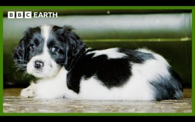 Mountain Rescue Puppy Explores New Environment | Wonderful World of Puppies | BBC Earth