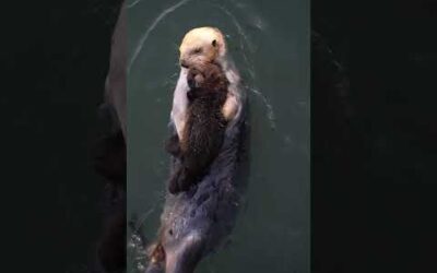 Cuddle time 🦦 #Otters #Ocean #OtterPup