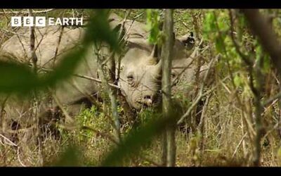 Black Rhino Family Spotted In The Wild | BBC Earth