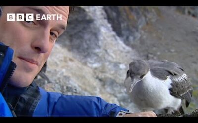 Meeting The Birds of Antarctica | Deep Into The Wild | BBC Earth