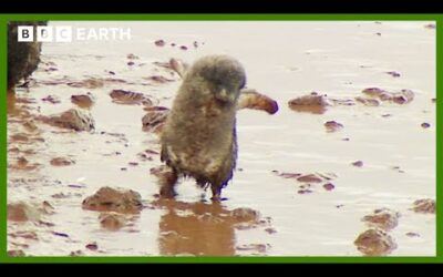 What is ‘Food Running’ and Why Do Penguins Do It? | Deep into the Wild | BBC Earth