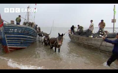 Making Room For Wildlife In Earth’s Most Crowded Country | FULL EPISODE | Wild China | BBC Earth