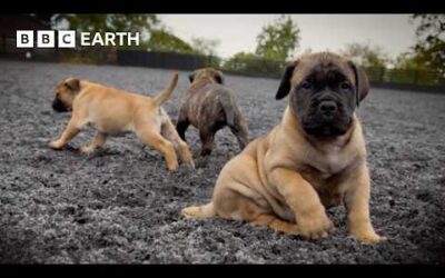 Baby Bull Mastiffs Begin To Explore | Wonderful World of Puppies | BBC Earth